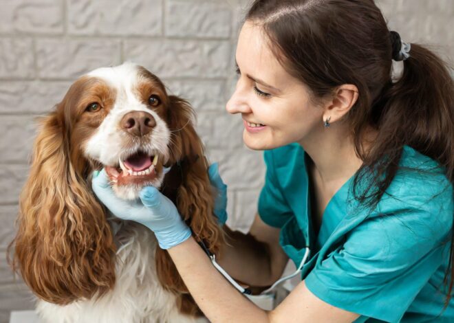 Five Essential Ways to Take Care of Your New Puppy’s Health