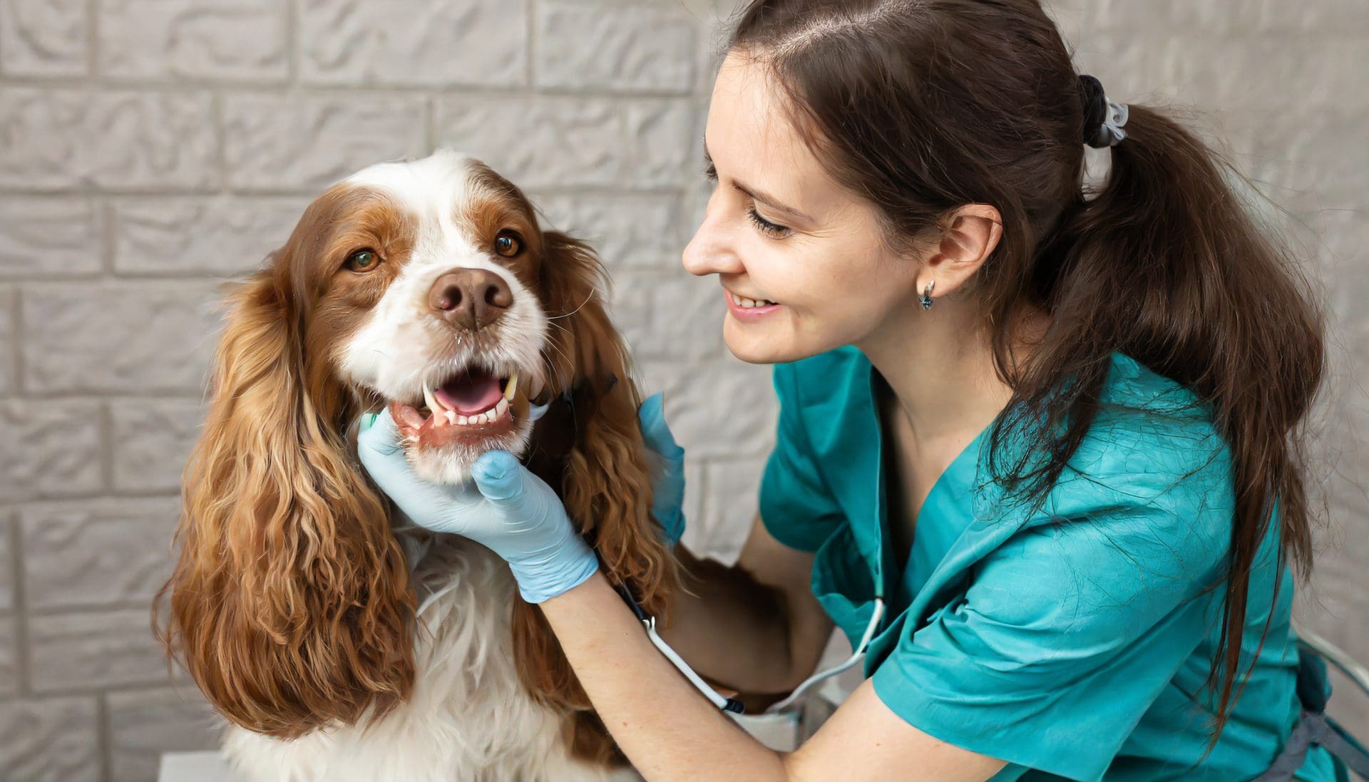 Five Essential Ways to Take Care of Your New Puppy’s Health