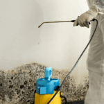 Mold Removal